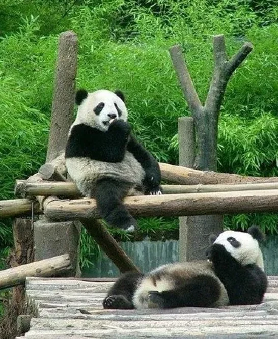 Beijing Zoo & Panda House