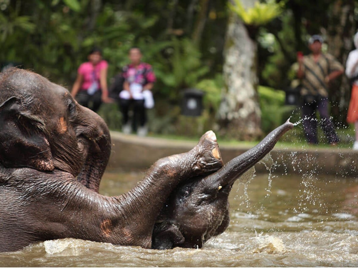 Bali Zoo & Elephant Bathing Experience