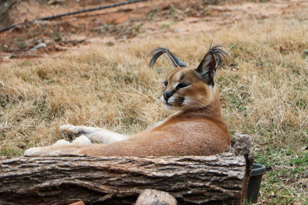 Camping In Oman: Dangerous Animals