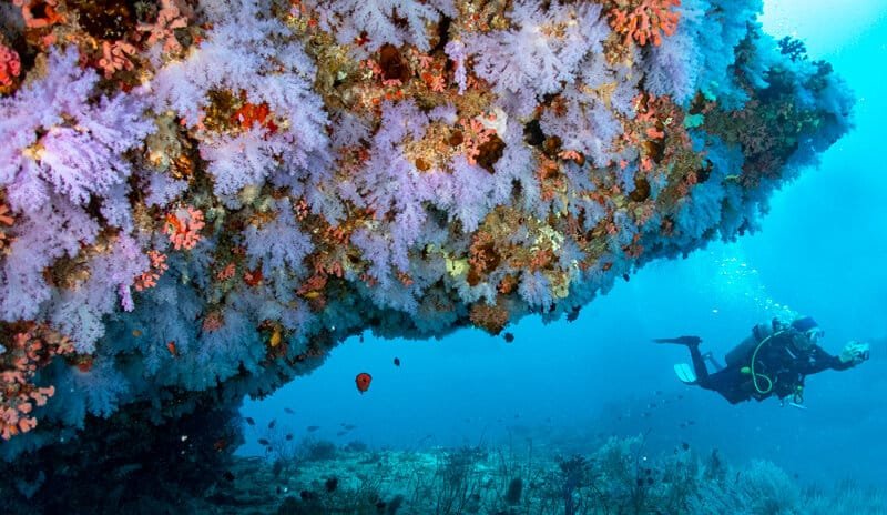 Diving in Raa Atoll