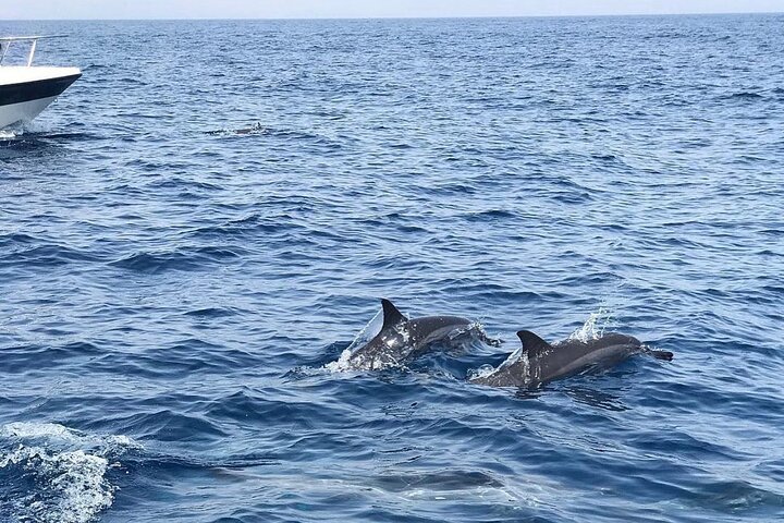 Eco-Dolphin Watching Tour