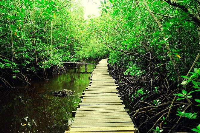 Jozani Forest