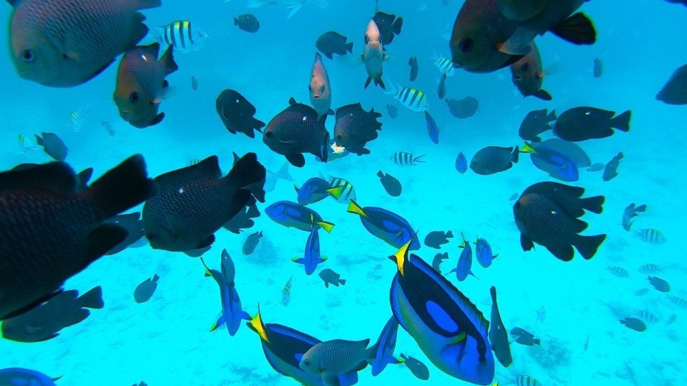 Mnemba Atoll Snorkeling Tour
