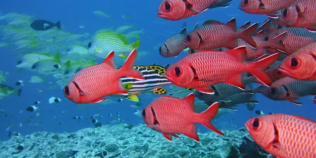 Mnemba Atoll Snorkeling