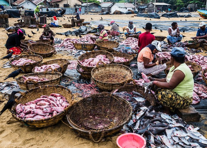 Negombo Fish Market