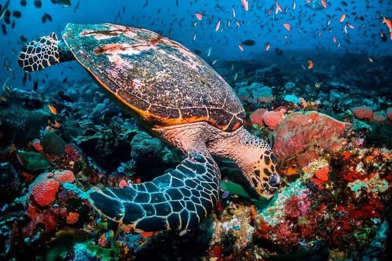 Sea Turtles in Zanzibar