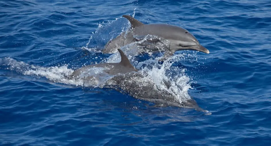 Spinner dolphins