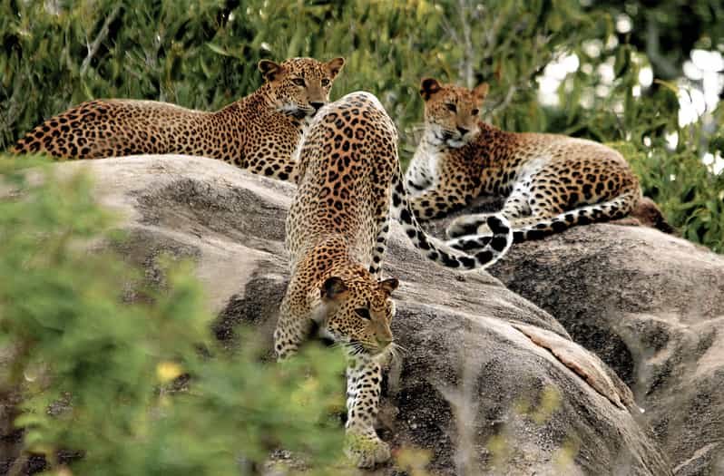 Yala National Park – Leopards