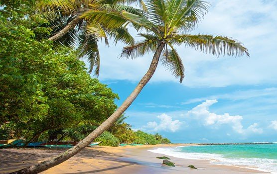 Coastal Flavors & Lazy Hammocks