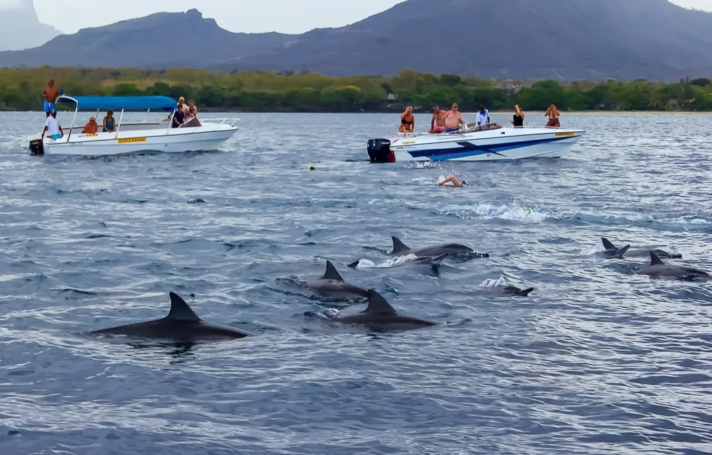 Swim with Dolphins in Tamarin Bay