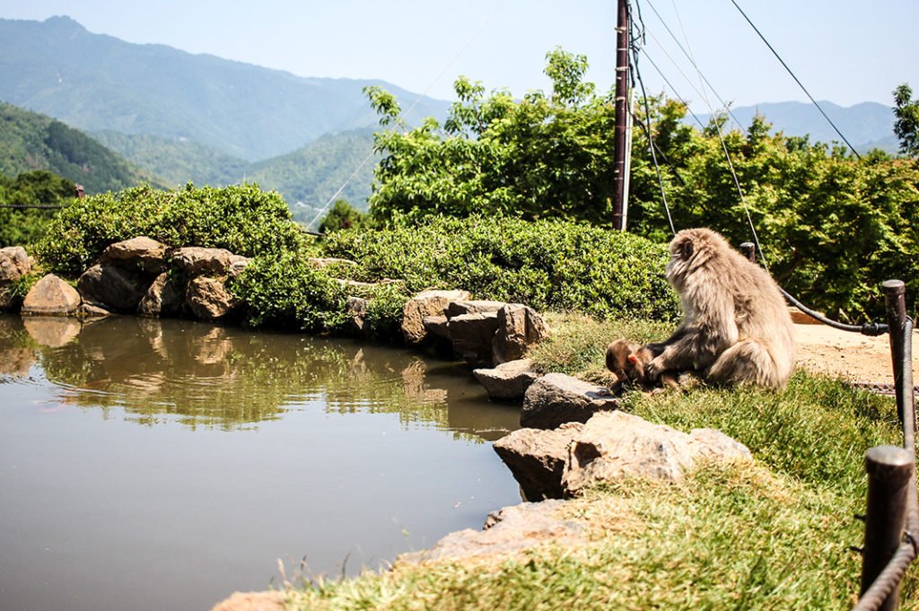 Arashiyama Bamboo Grove & Iwatayama Monkey Park