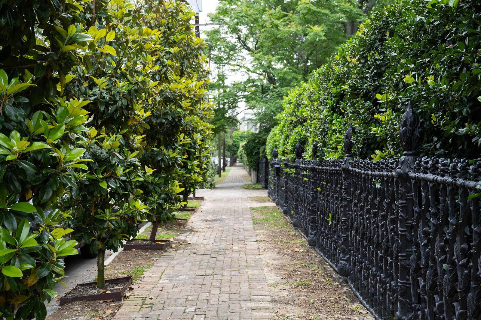 Garden District Like Local Lovers