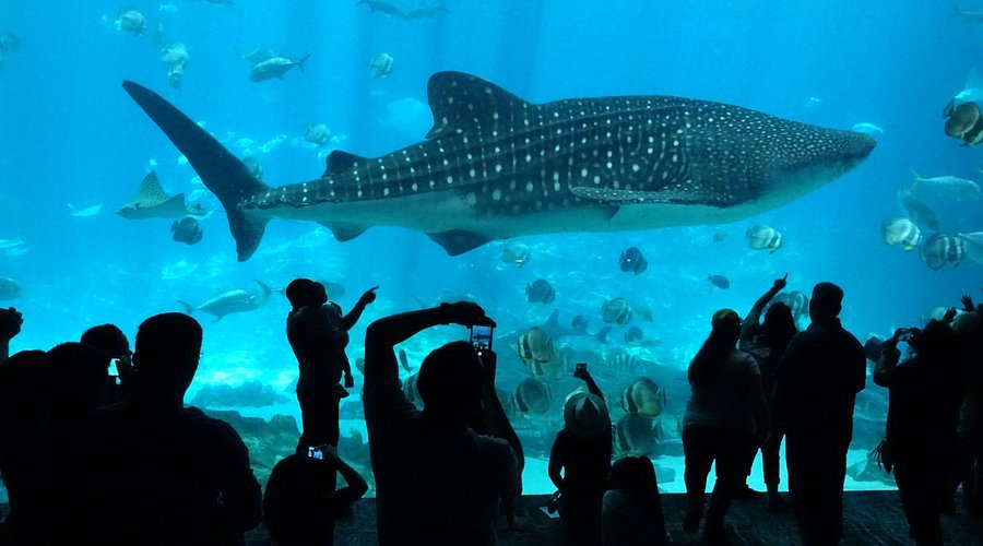 Georgia Aquarium