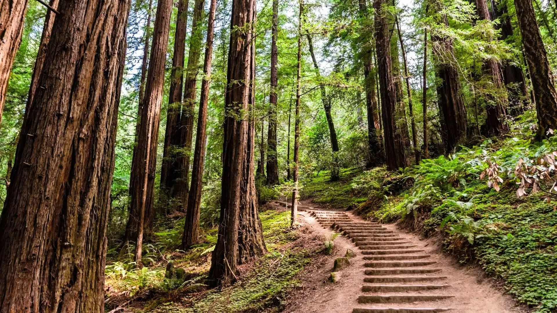Muir Woods