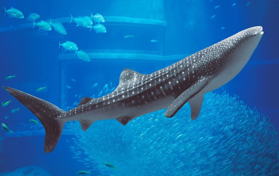 osaka aquarium kaiyukan