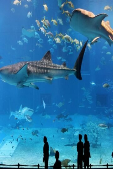 Osaka Aquarium Kaiyukan