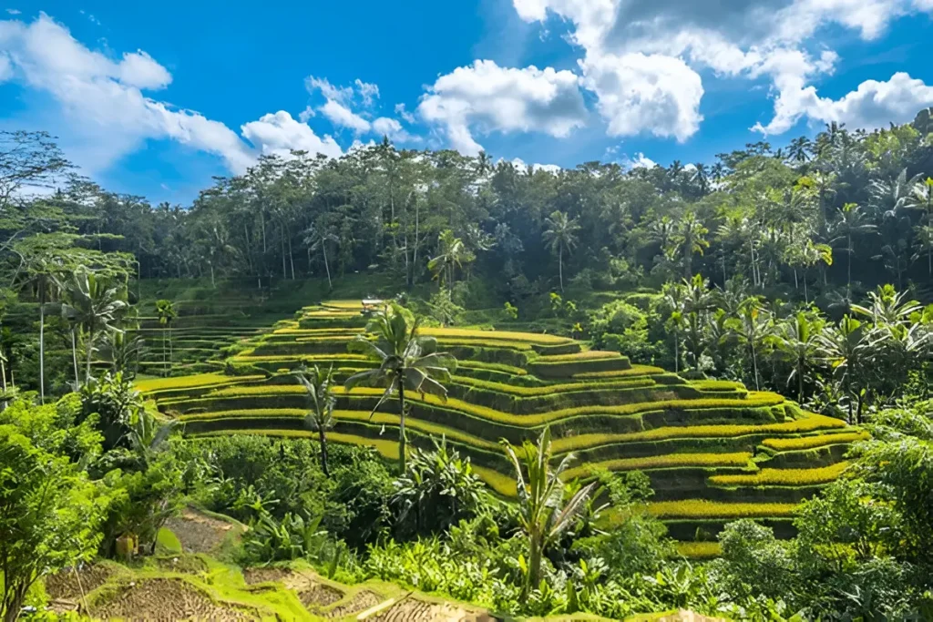Tegallalang Rice Terraces during one week in Bali itinerary.