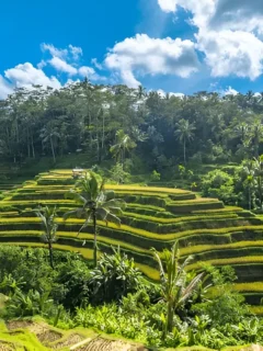 Tegallalang Rice Terraces during one week in Bali itinerary.