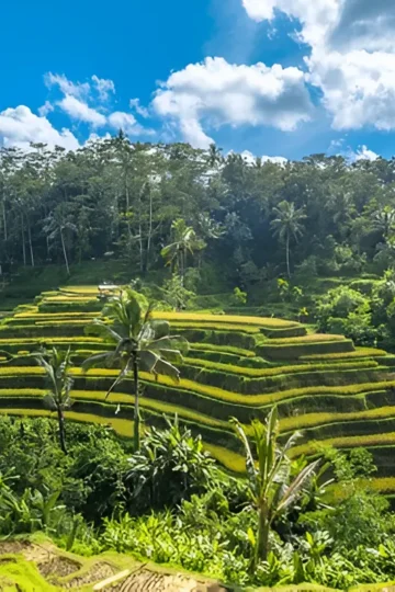 Tegallalang Rice Terraces during one week in Bali itinerary.